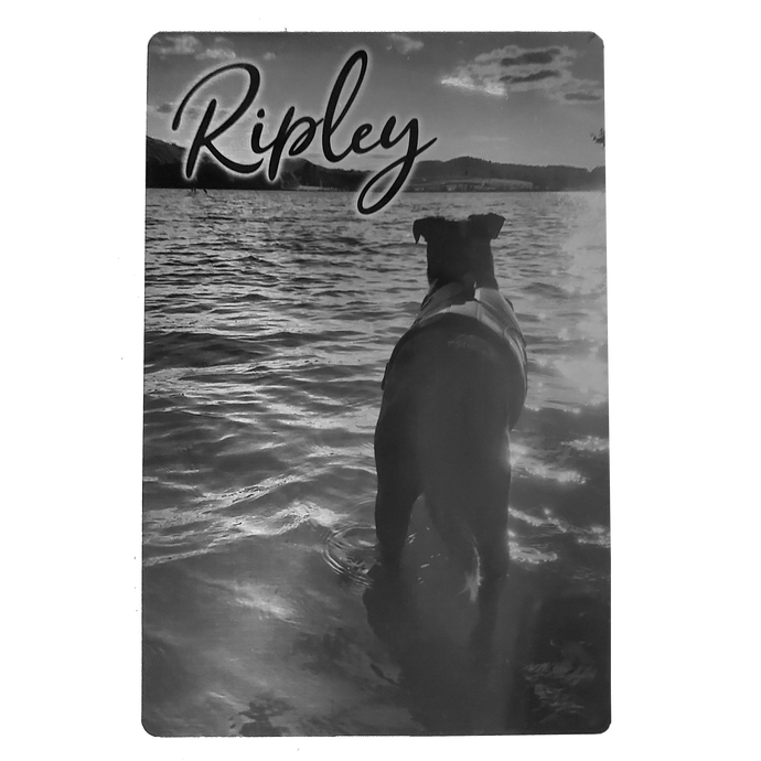 Brushed Silver Aluminum Photo with Pet's Name