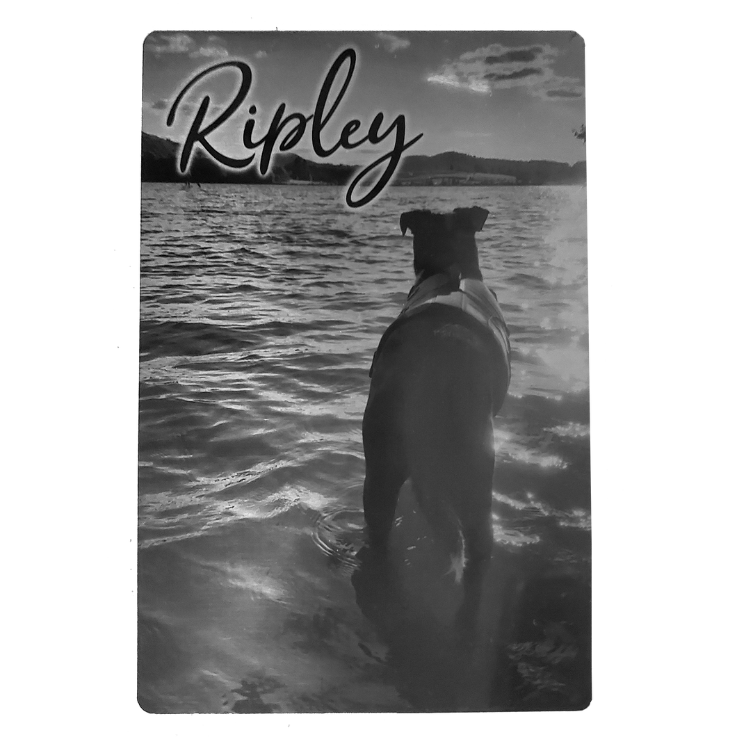 Brushed Silver Aluminum Photo with Pet's Name